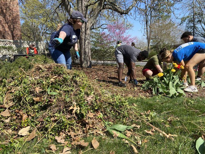 Students bend over a garden with flowers and pull weeds