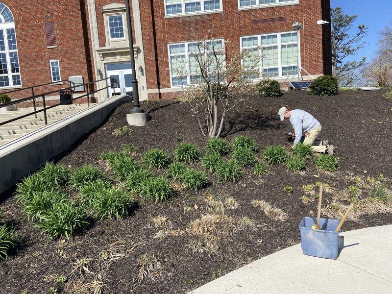 A staff member is on a hill pulling weeds